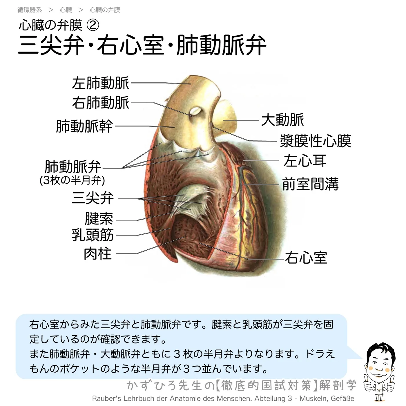 心臓の弁膜-三尖弁・右心室・肺動脈弁