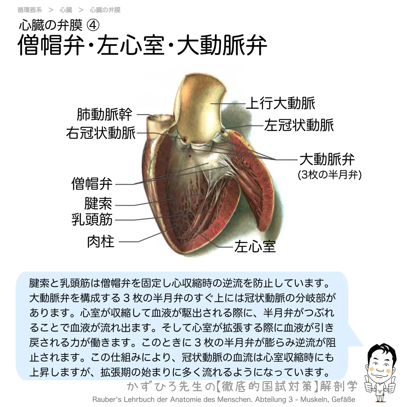 心臓の弁膜-僧帽弁・左心室・大動脈弁