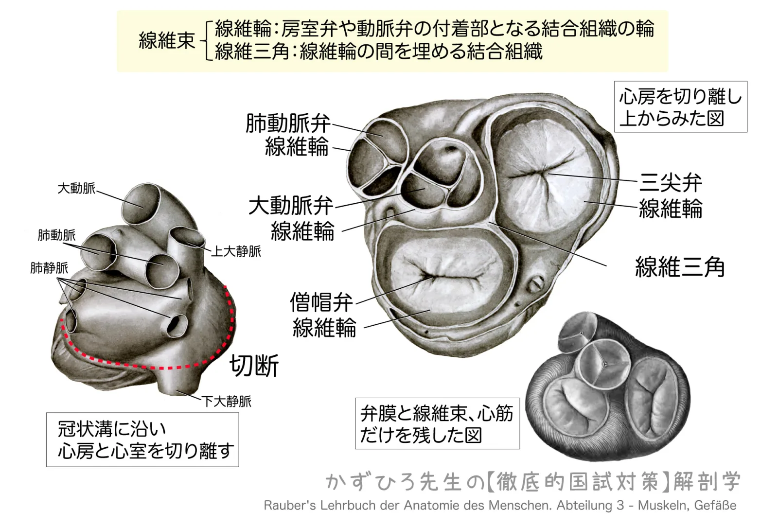 線維輪2