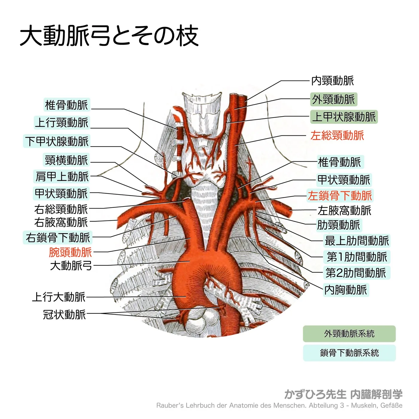 大動脈弓