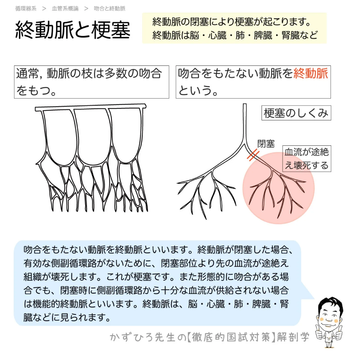 終動脈と梗塞