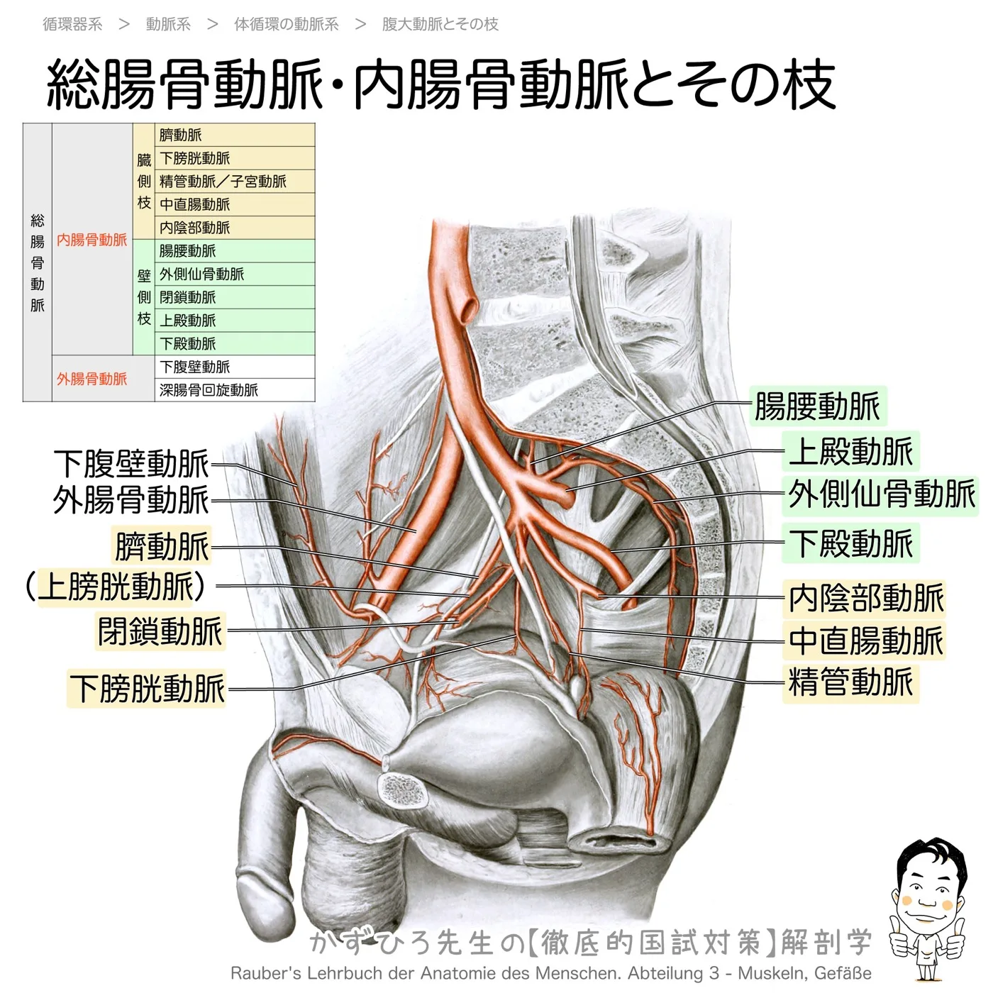 内腸骨動脈