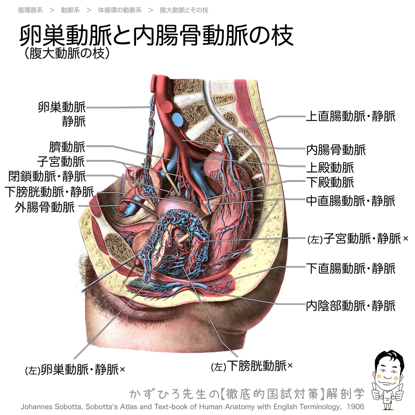 卵巣動脈は腹大動脈の枝