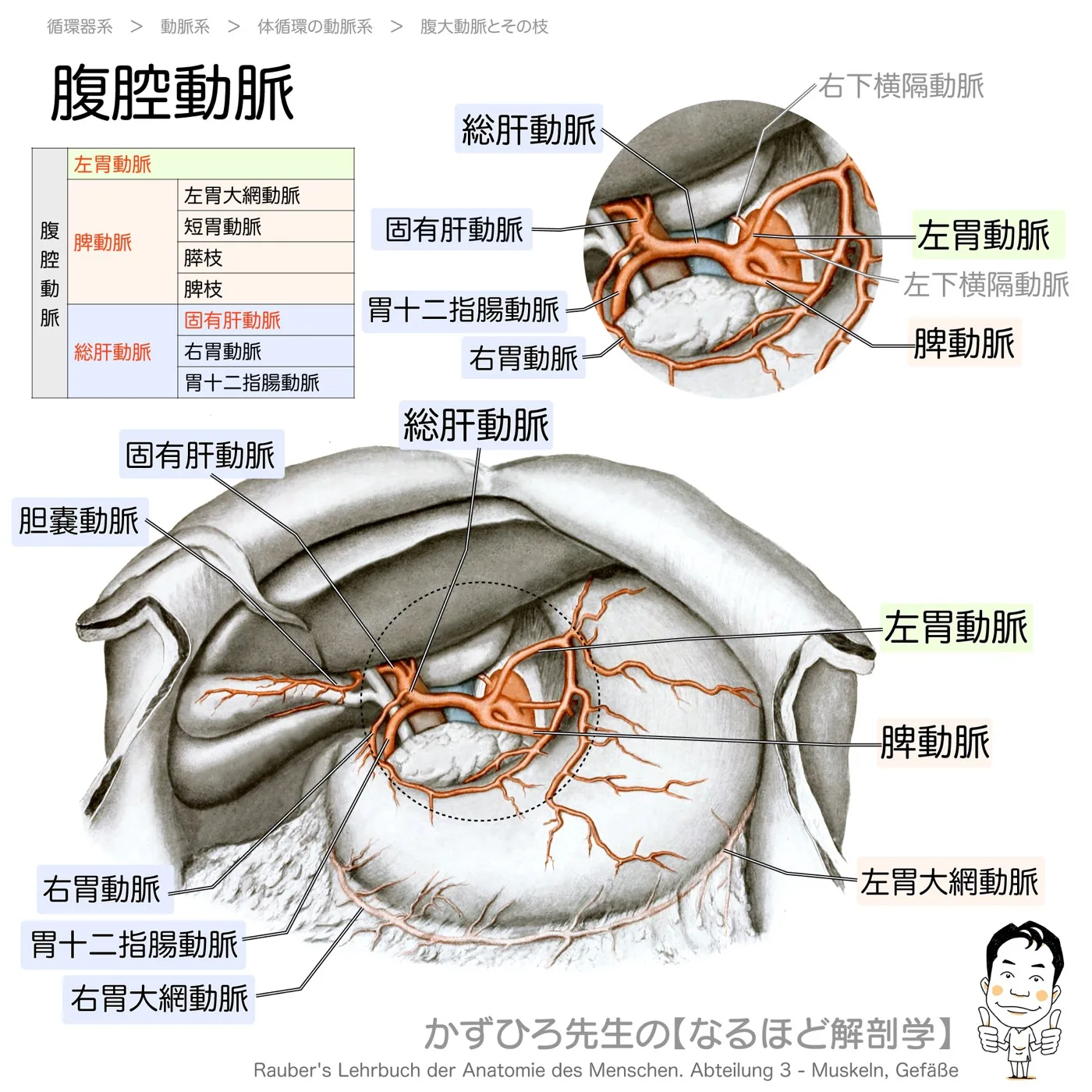 腹腔動脈