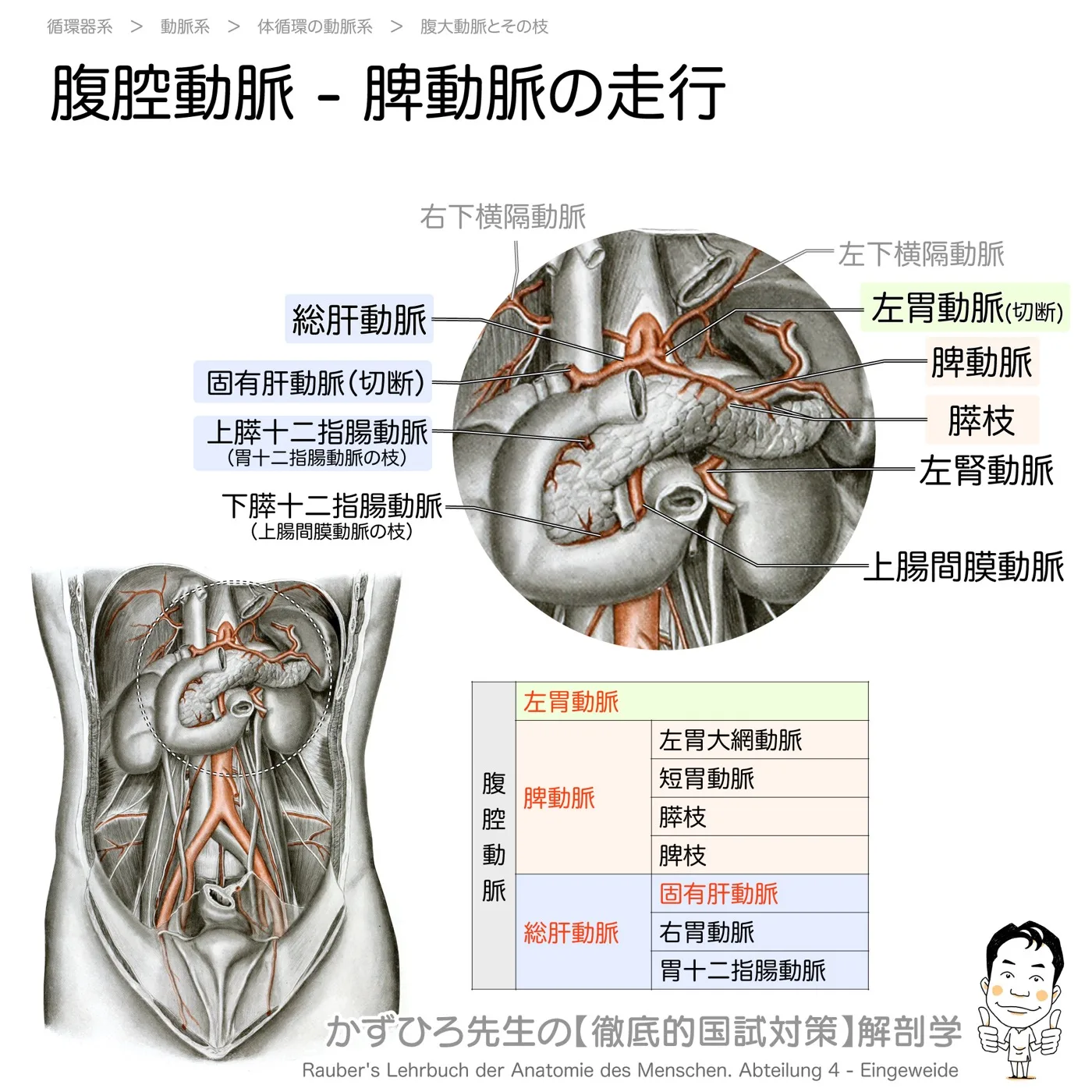 腹腔動脈-深層