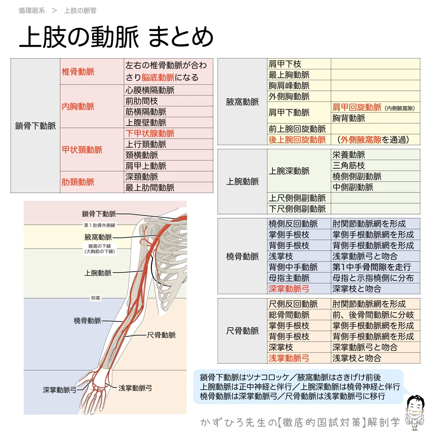 上肢の脈管-まとめ（ポイント付き）