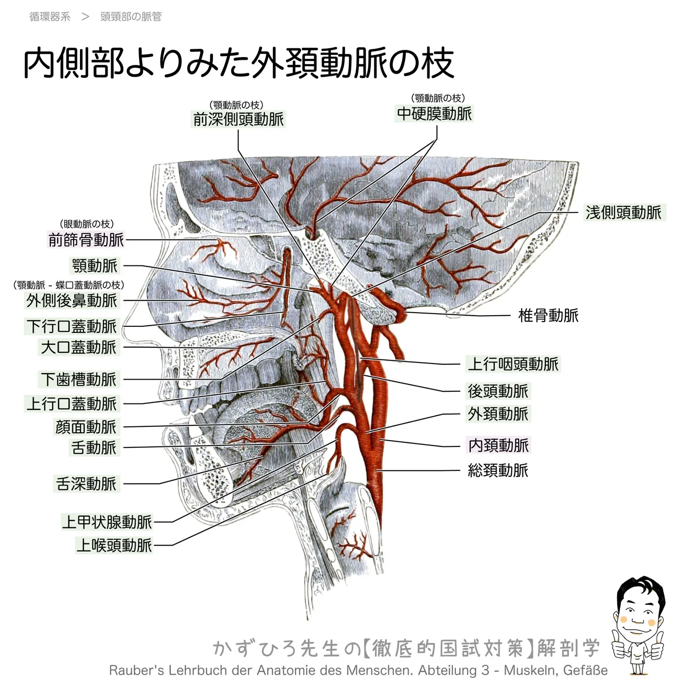 頭頚部の動脈-中硬膜動脈