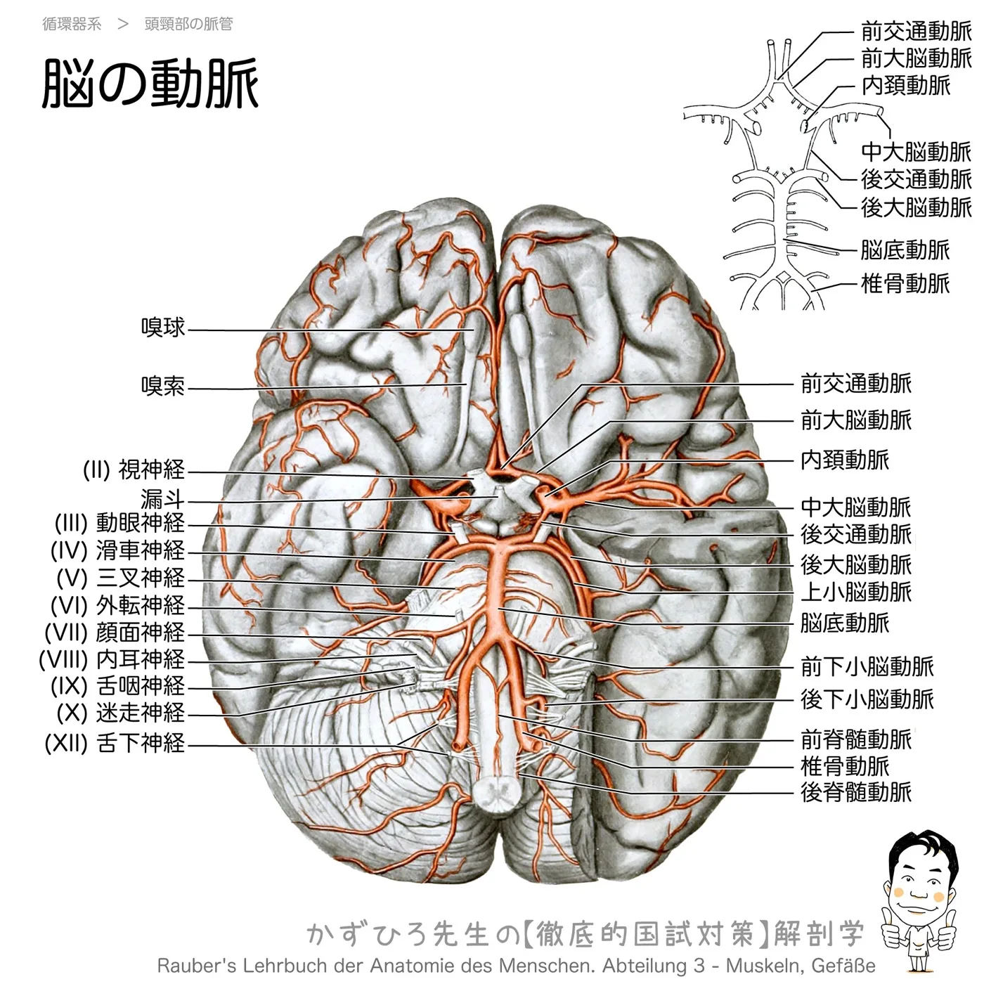 頭頚部の動脈-脳の動脈