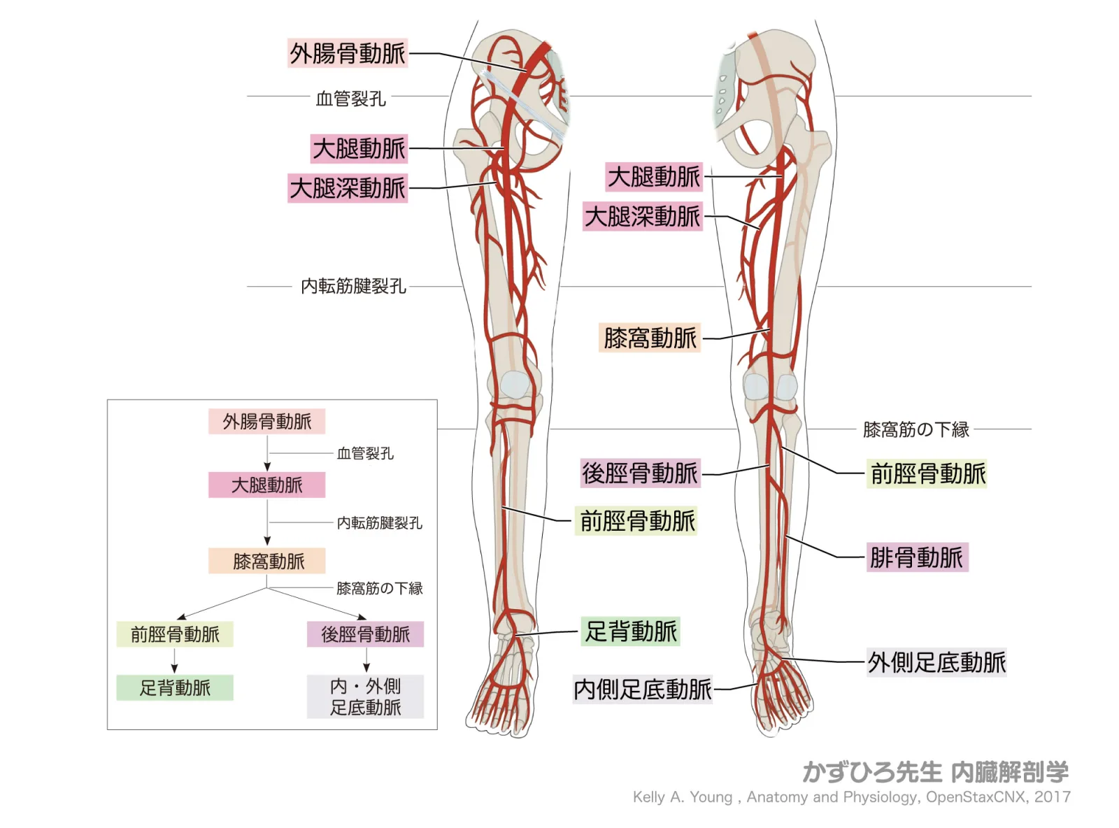 下肢の動脈