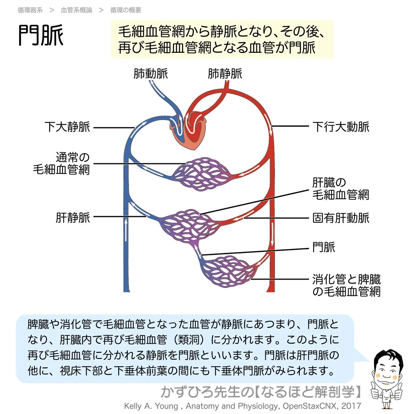 毛細血管が集まって静脈となり再び毛細血管網となる血管が門脈