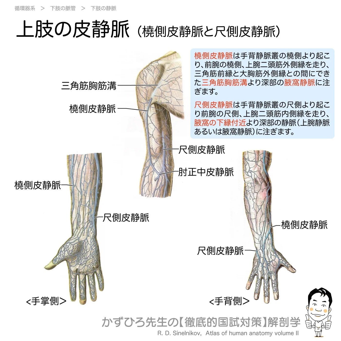 上肢の皮静脈（橈側皮静脈と尺側皮静脈）