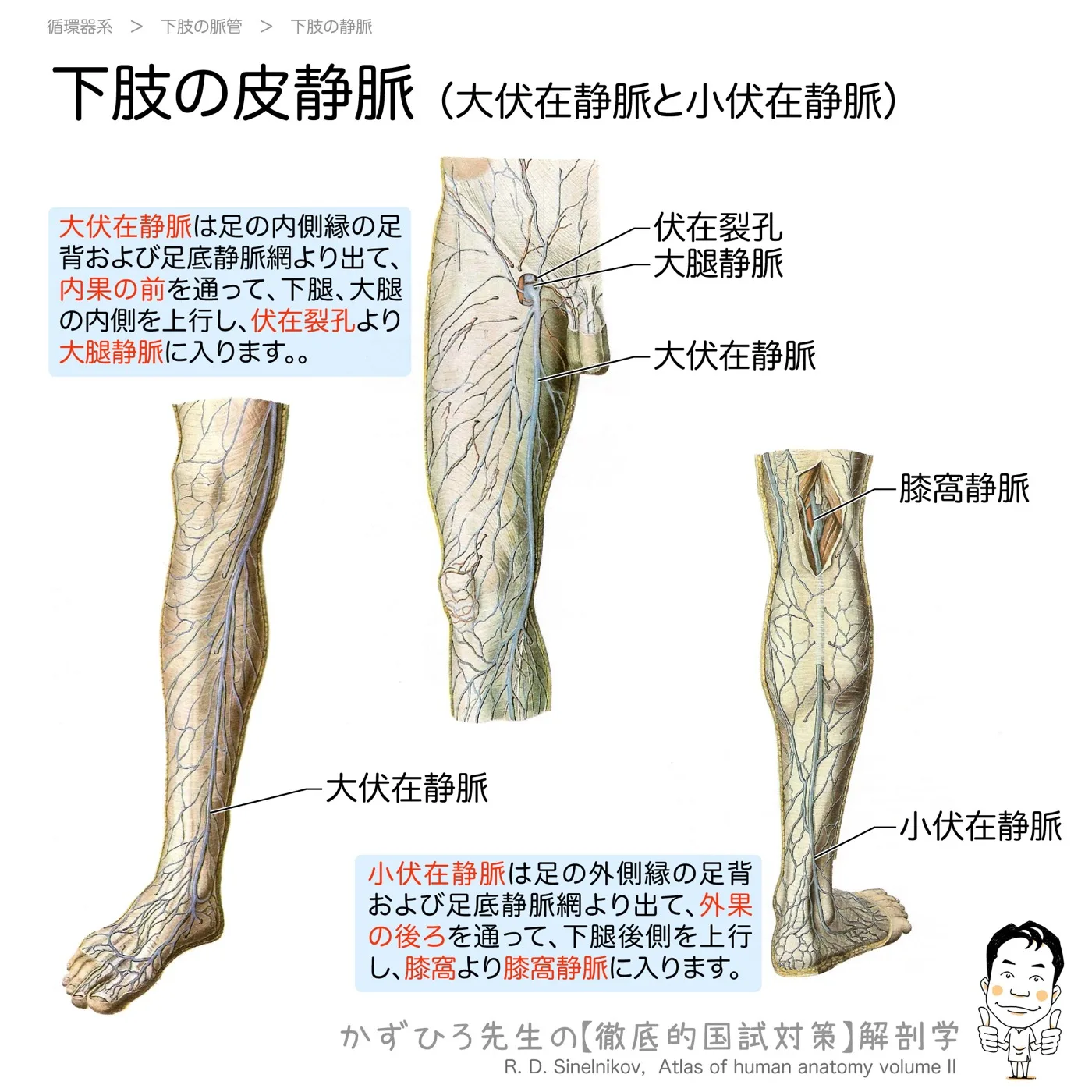下肢の皮静脈（大伏在静脈と小伏在静脈）