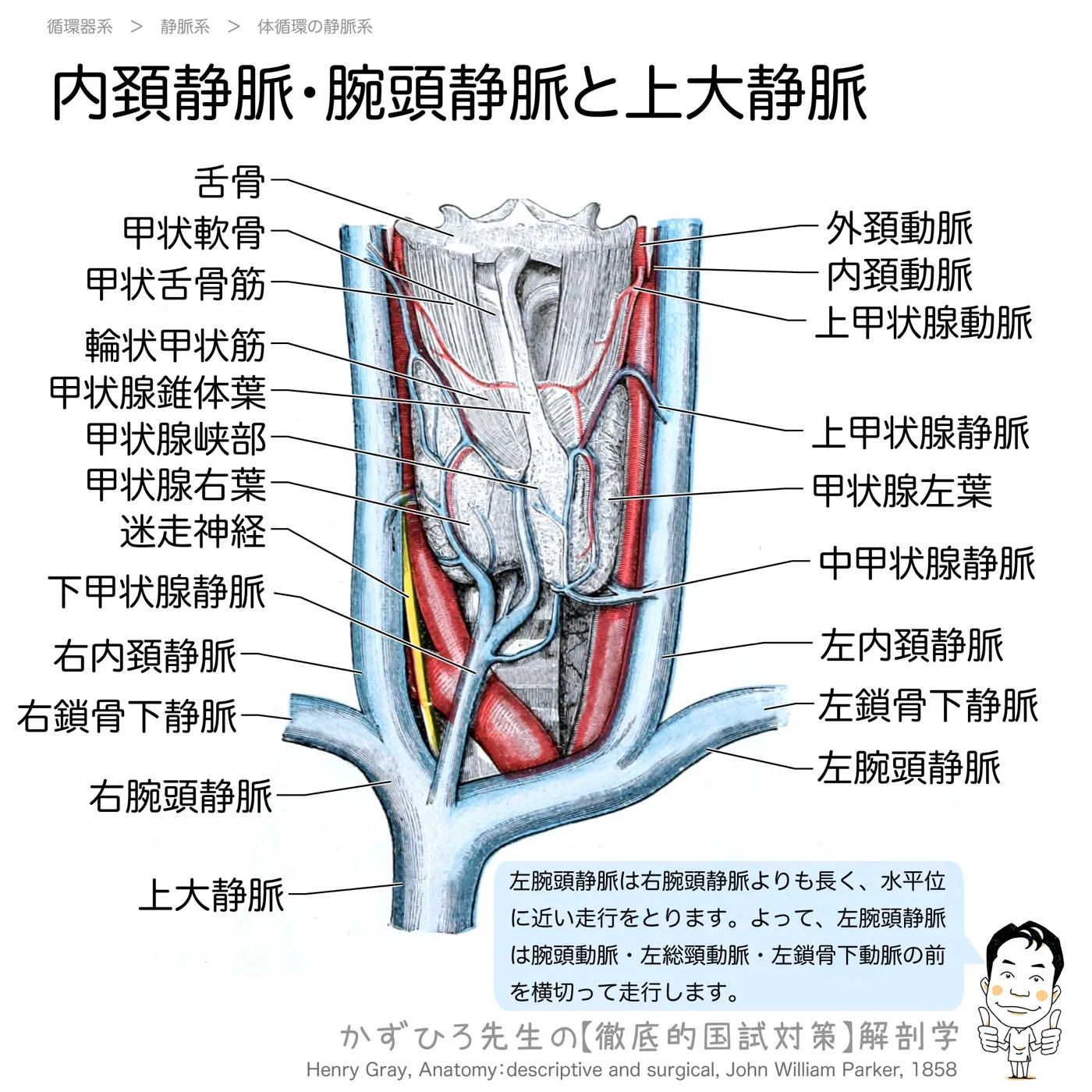 内頚静脈・腕頭静脈と上大静脈