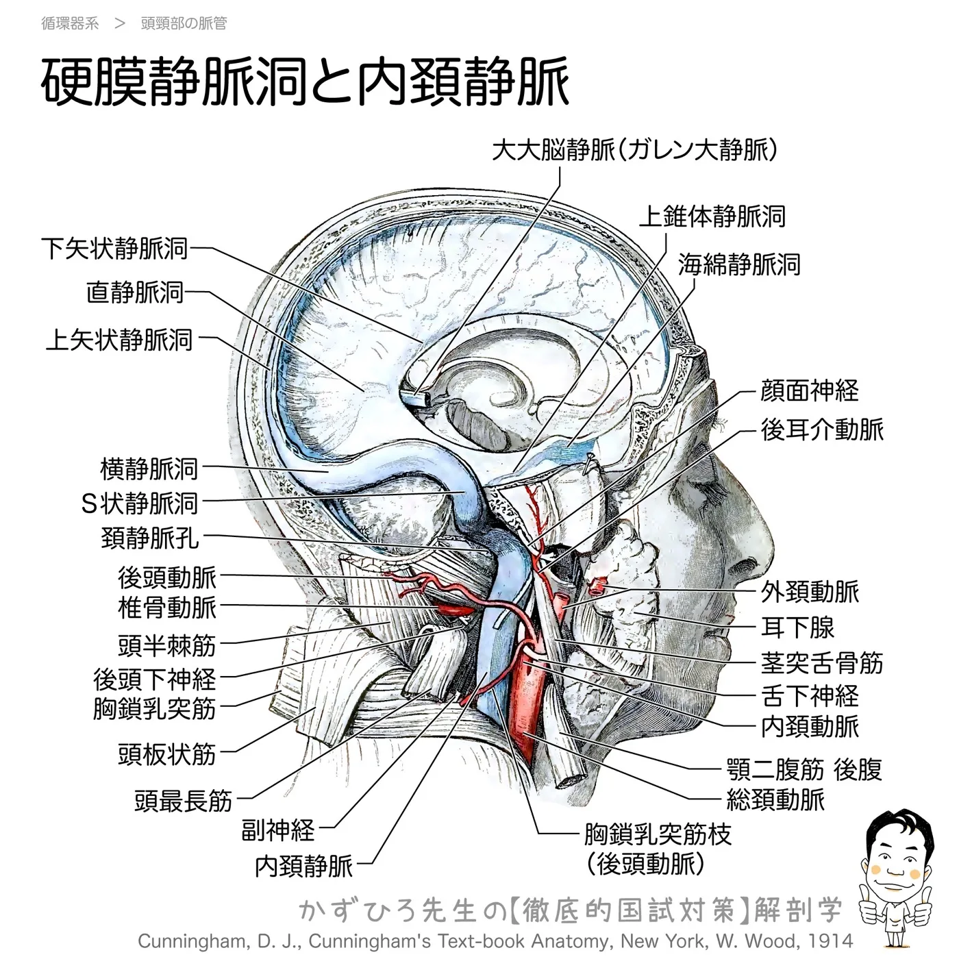 硬膜静脈洞〜内頚静脈
