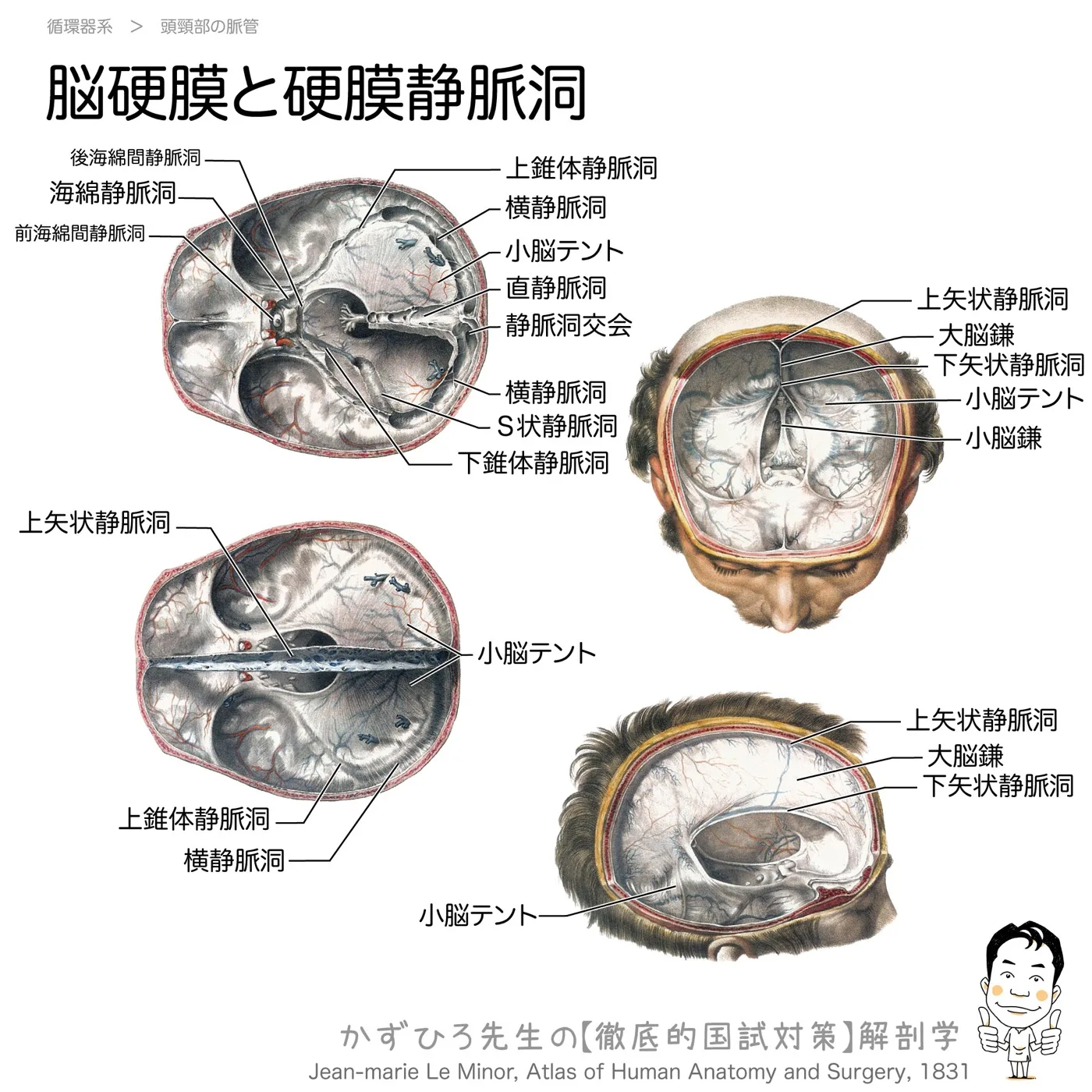 脳硬膜と硬膜静脈洞