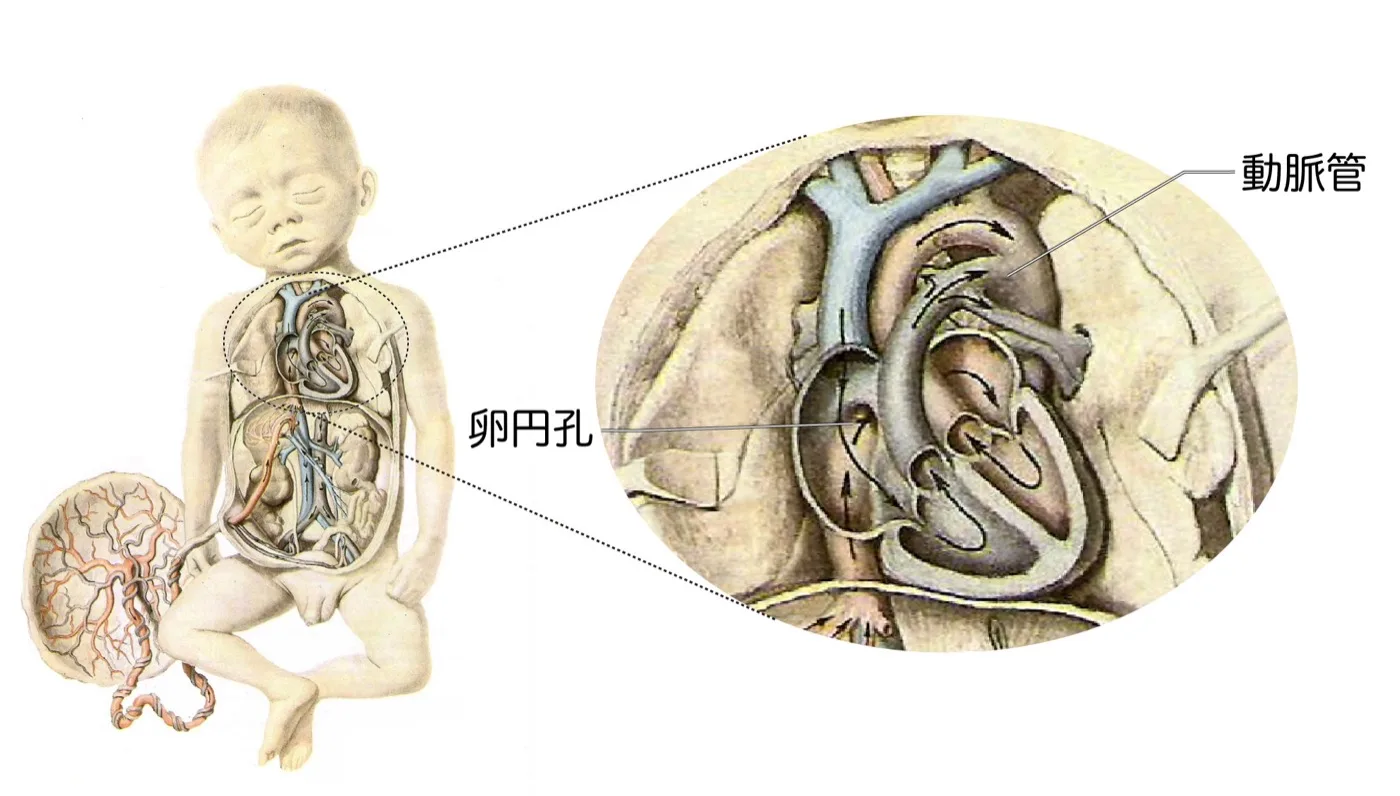 胎児循環：動脈管