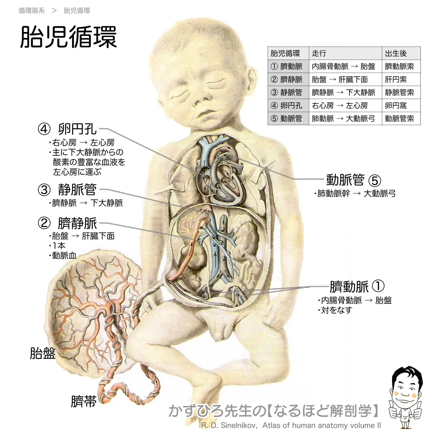 胎児循環