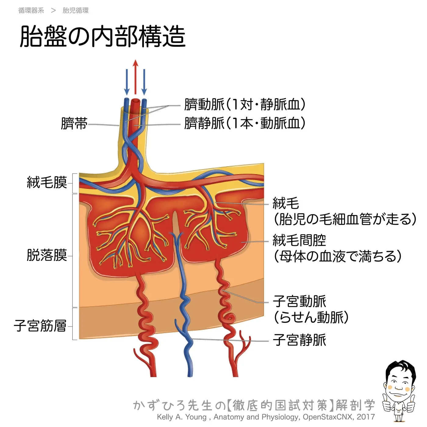 胎盤の内部構造