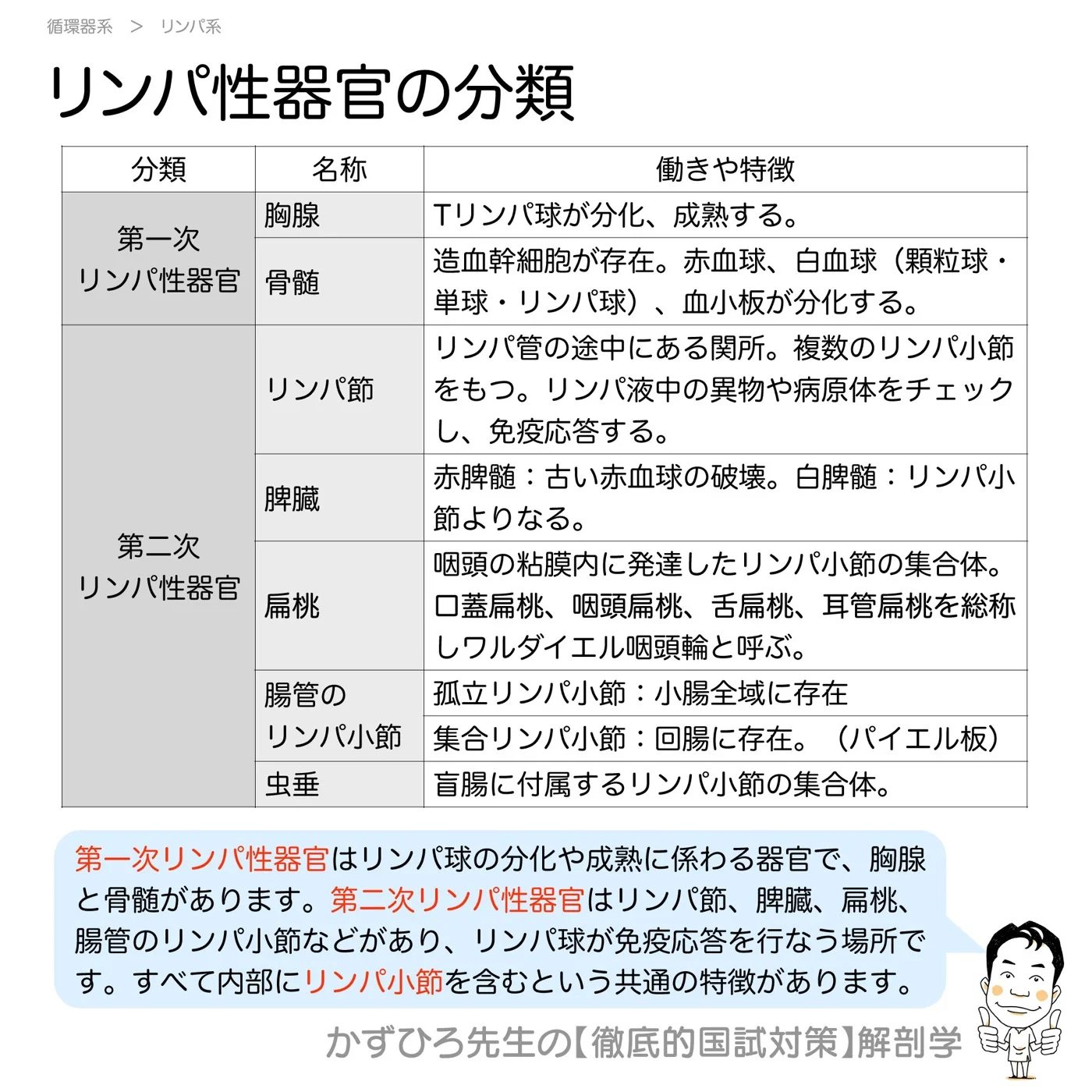 リンパ性器官の分類