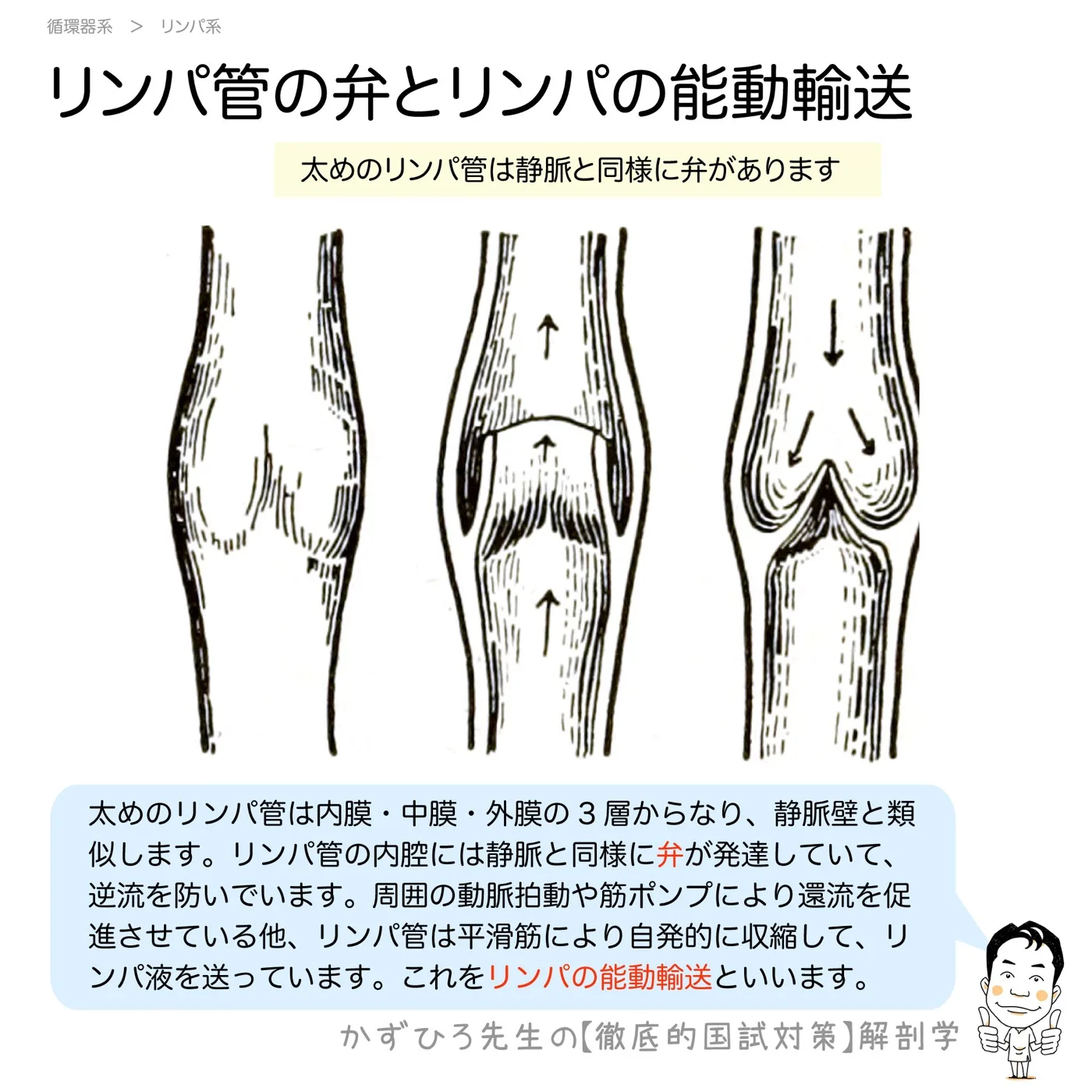 リンパ管の弁