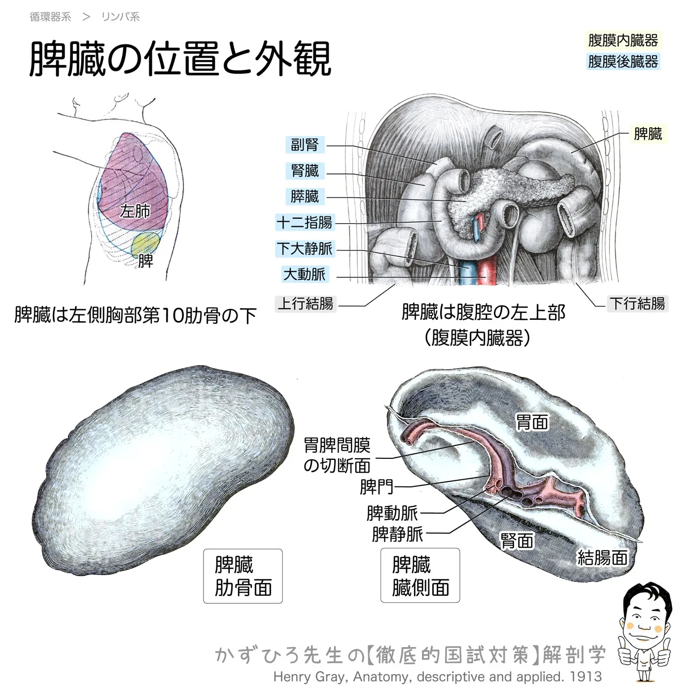 脾臓の位置と外観