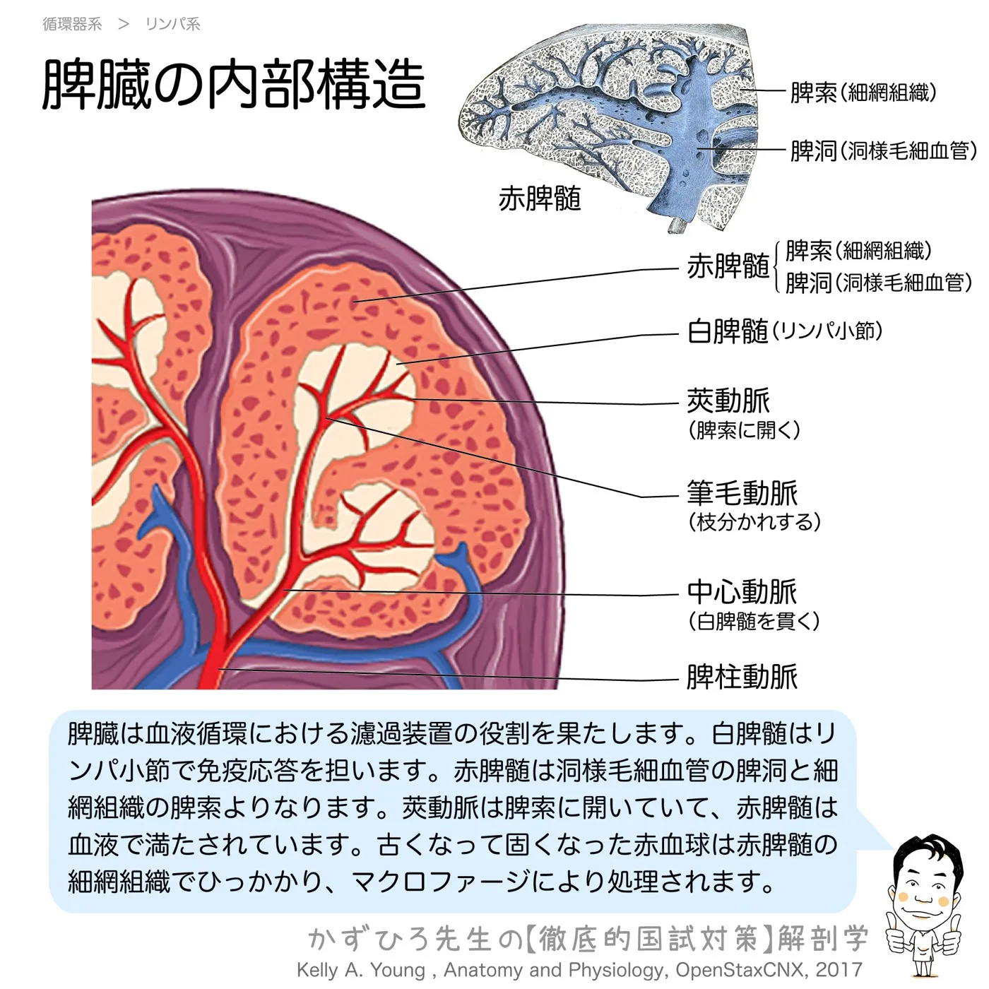 脾臓の内部構造
