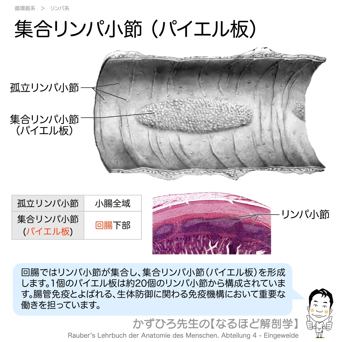 集合リンパ小節（パイエル板）
