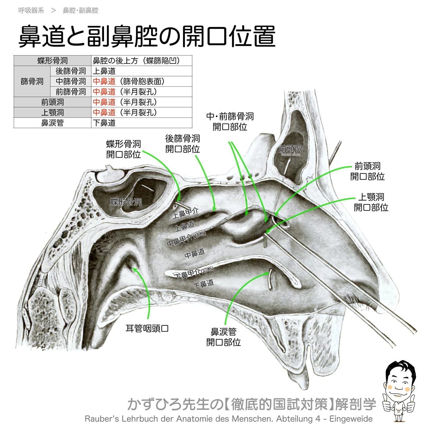 鼻道と副鼻腔の開口