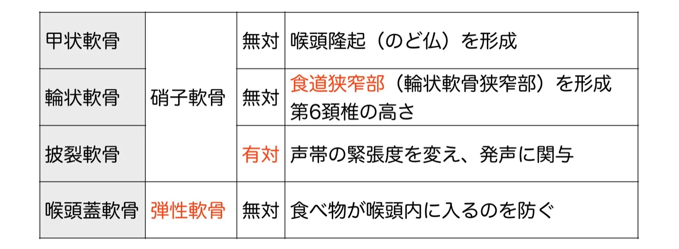 喉頭の軟骨