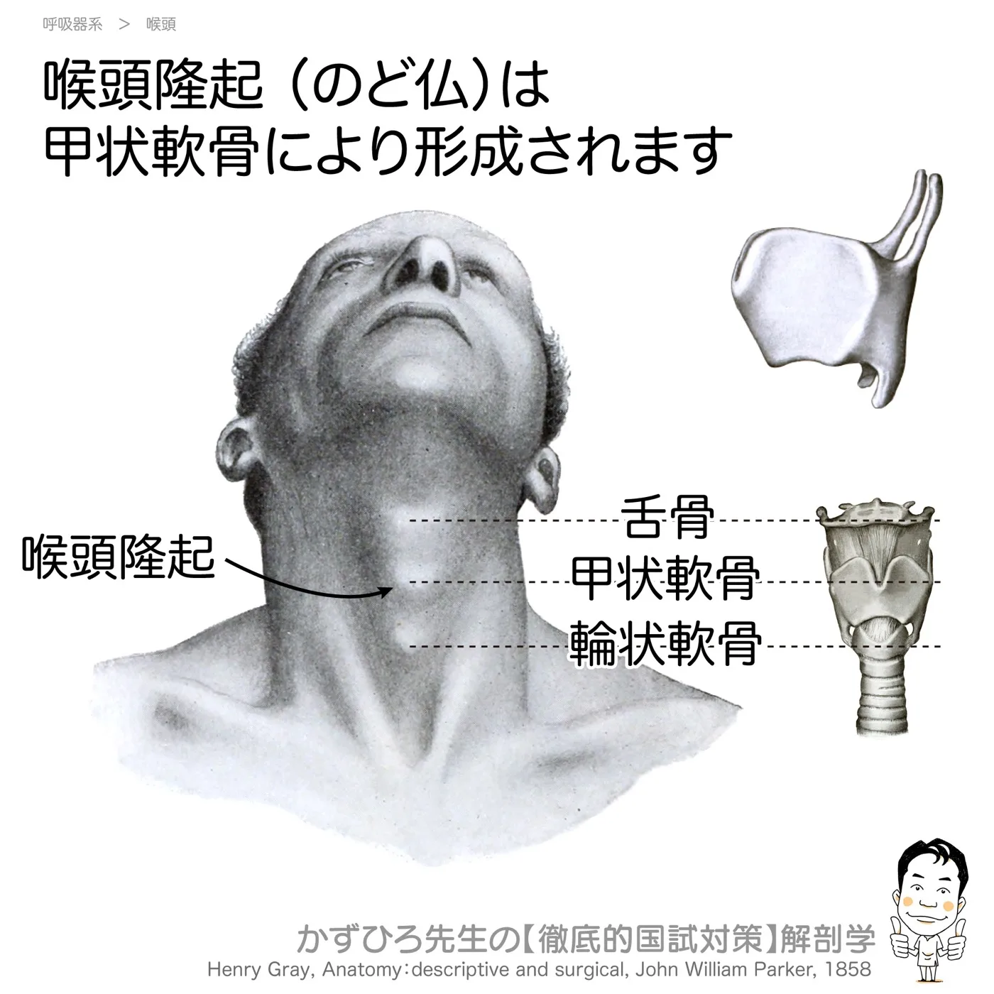 喉頭隆起は甲状軟骨により形成されます