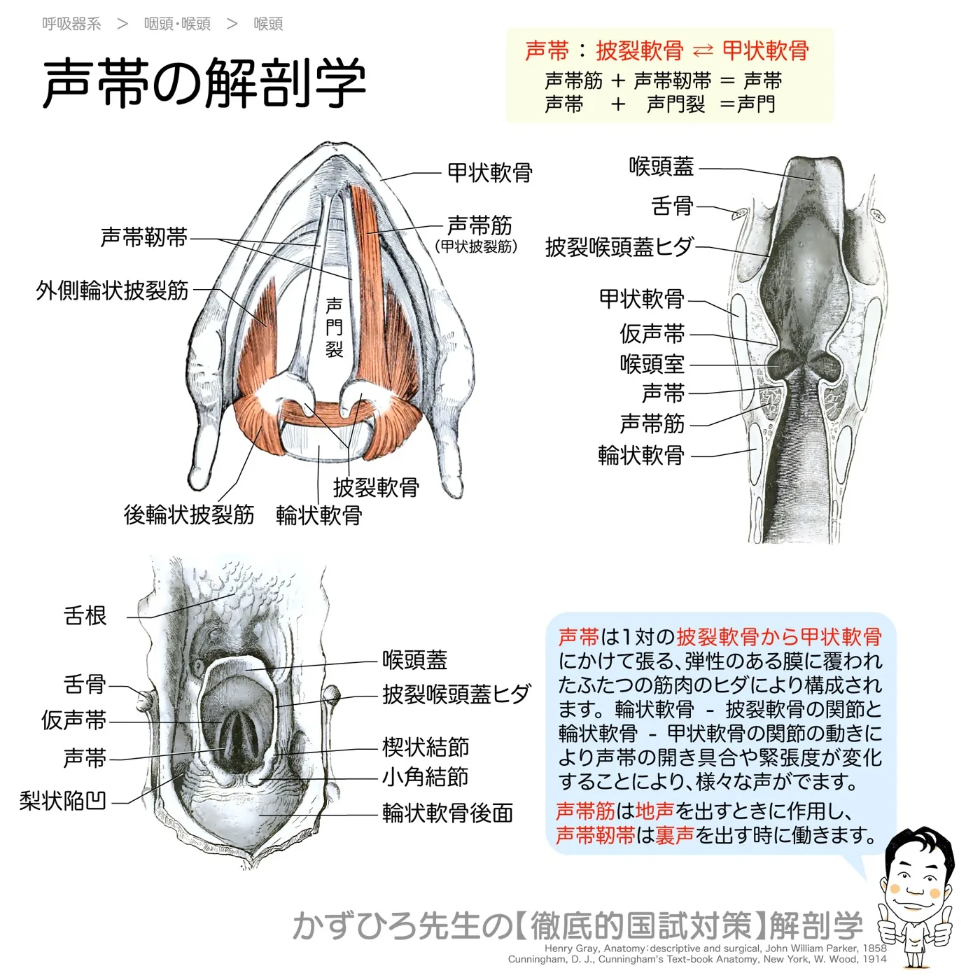 声帯