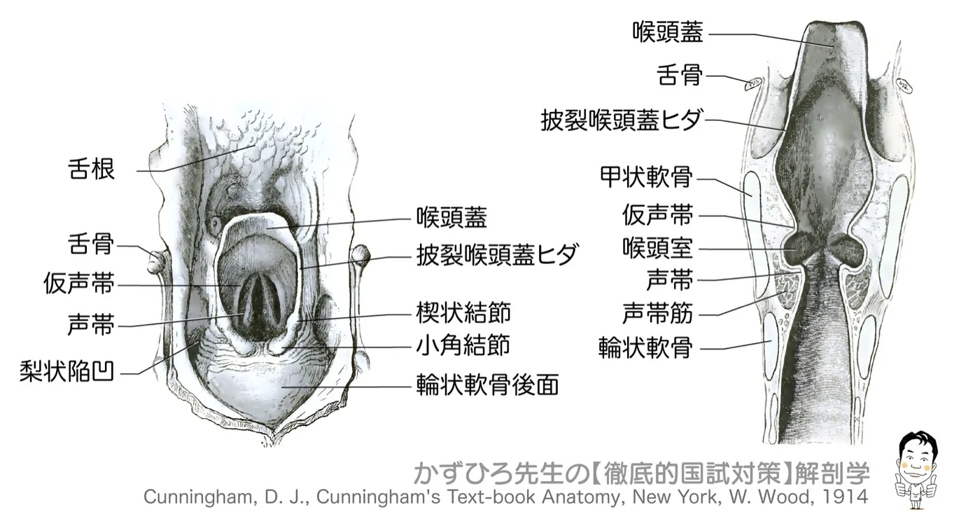 声帯の位置