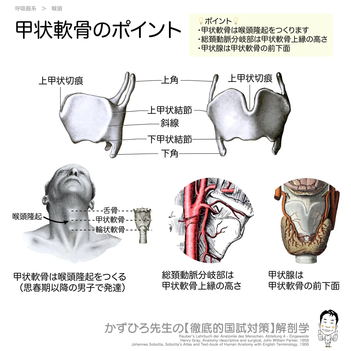 甲状軟骨のポイント