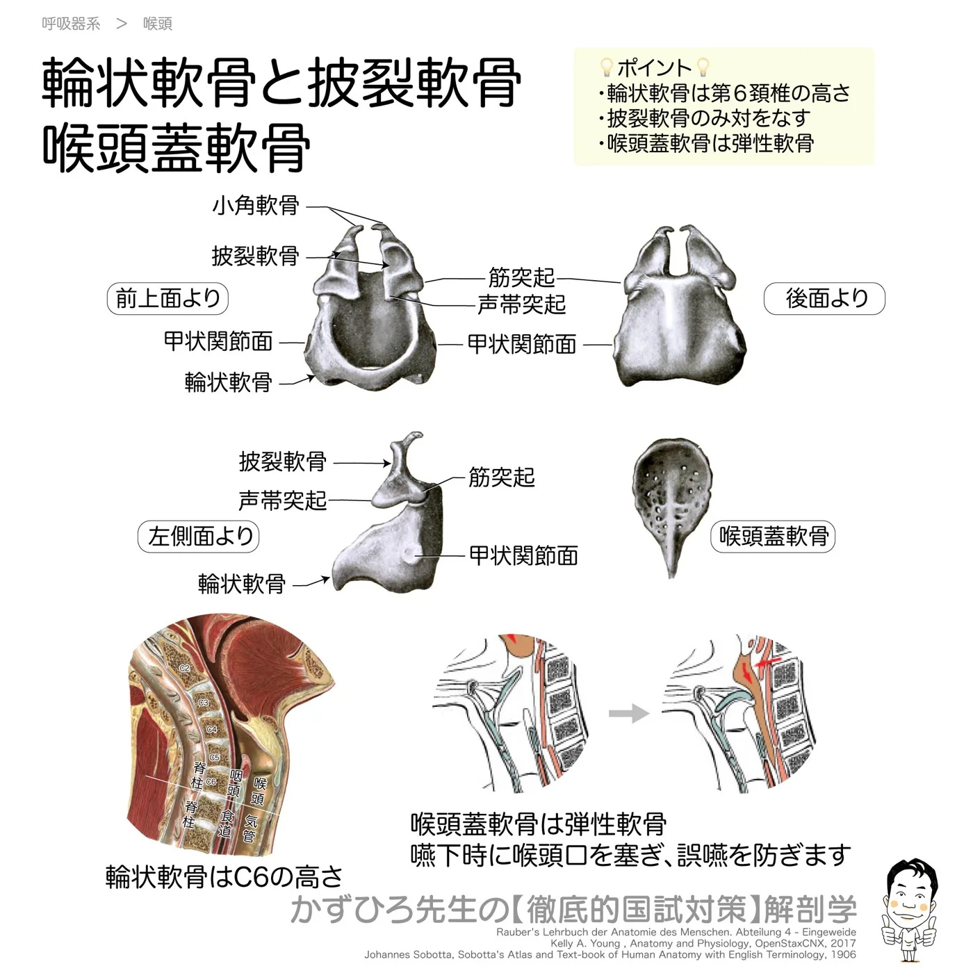 輪状軟骨と披裂軟骨、喉頭蓋軟骨のポイント