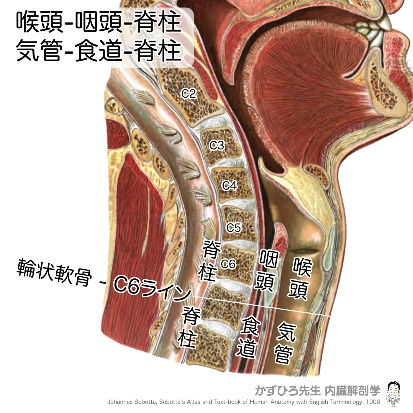 咽頭・喉頭・気管・食道と脊柱の位置関係