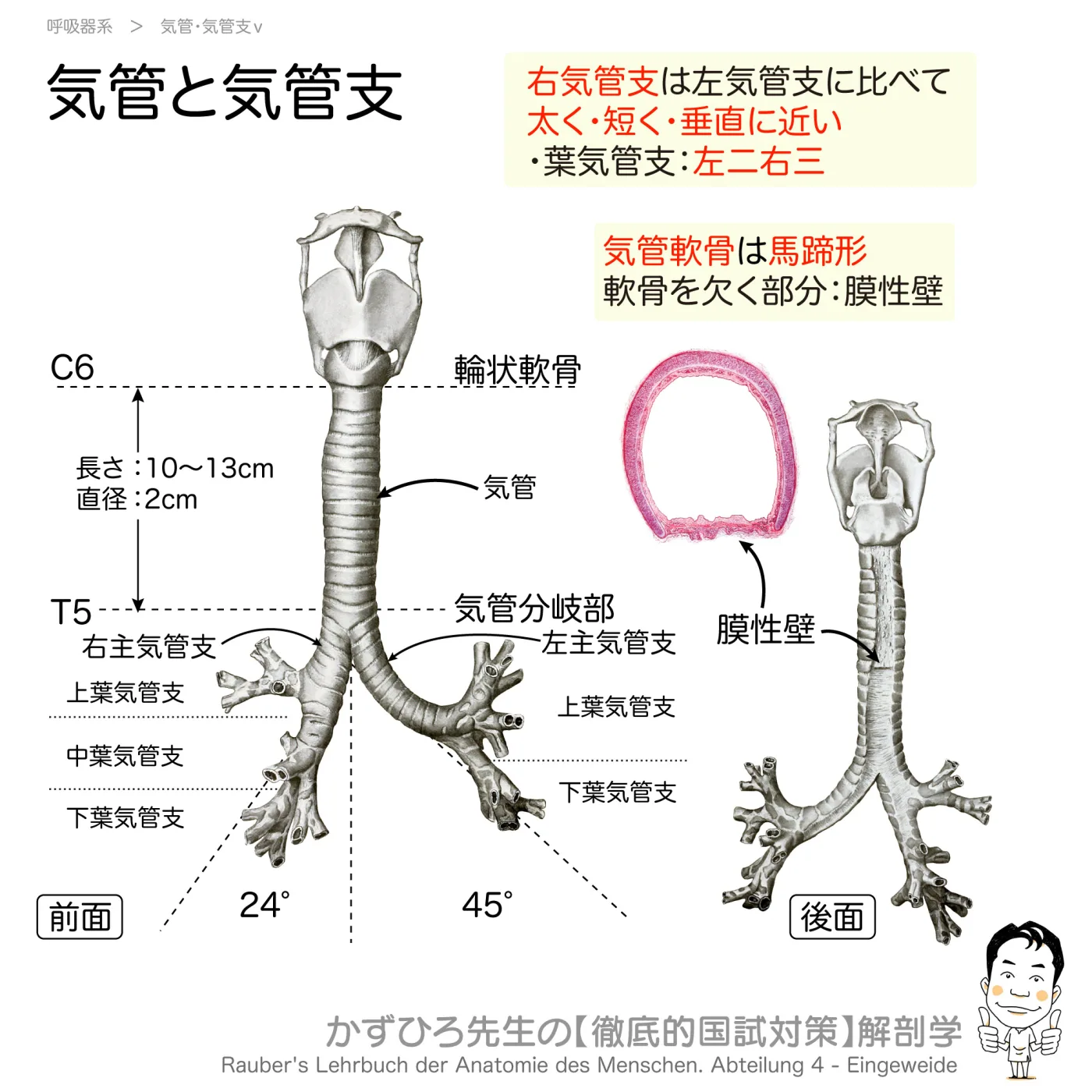 気管と気管支