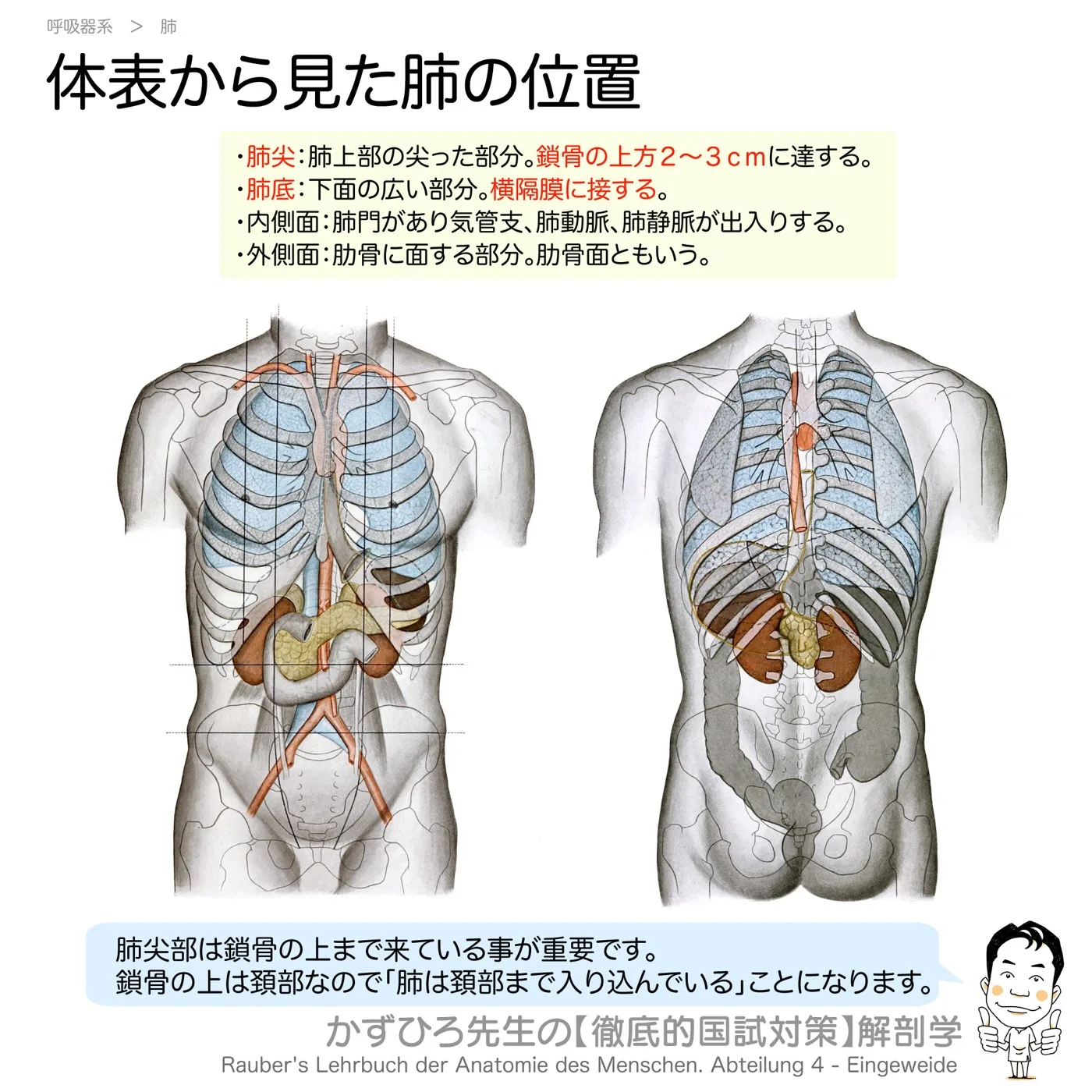 体表から見た肺の位置