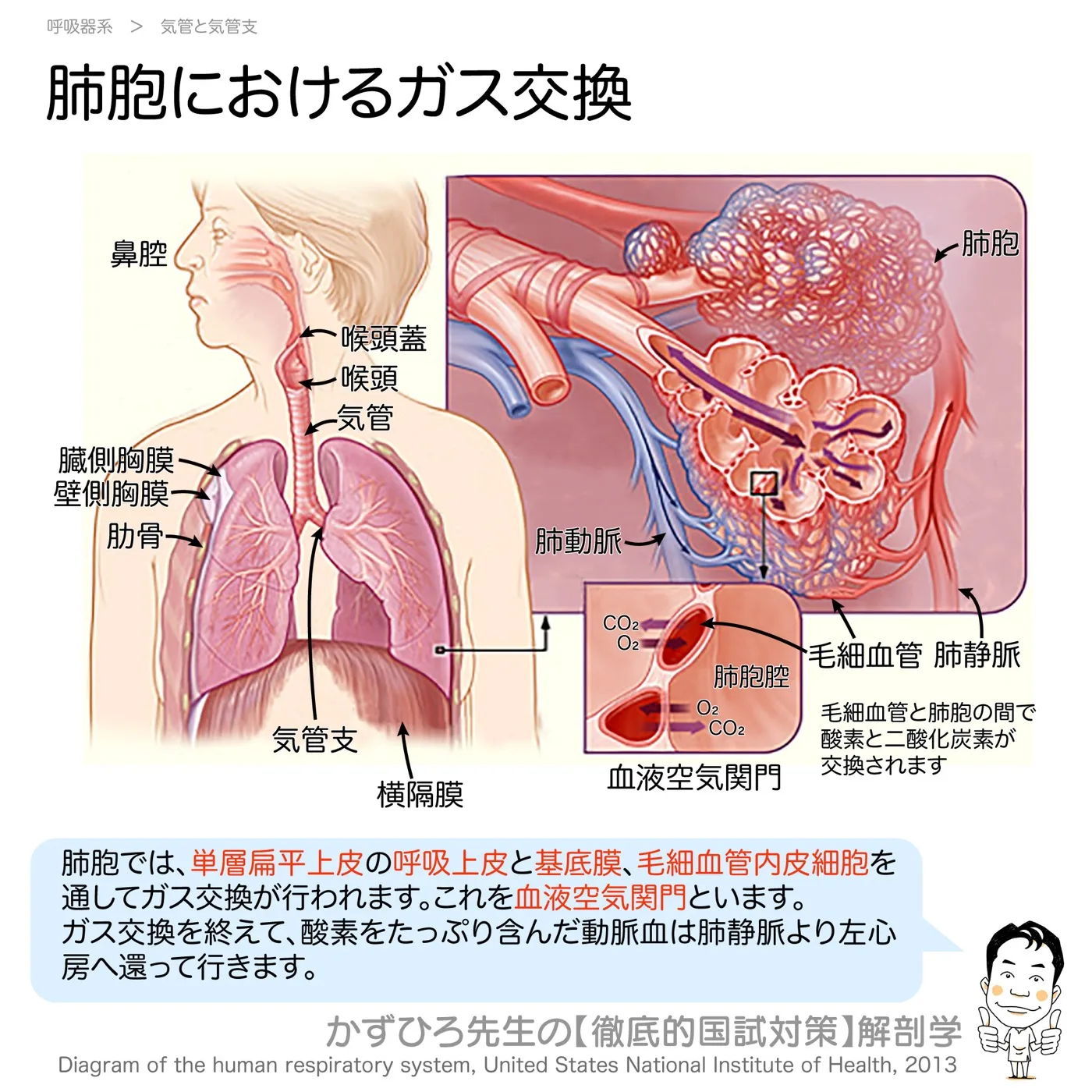 肺胞におけるガス交換
