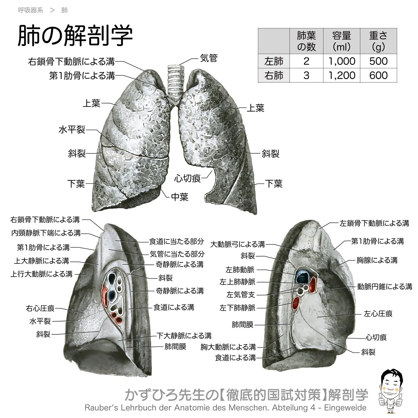 肺の解剖学