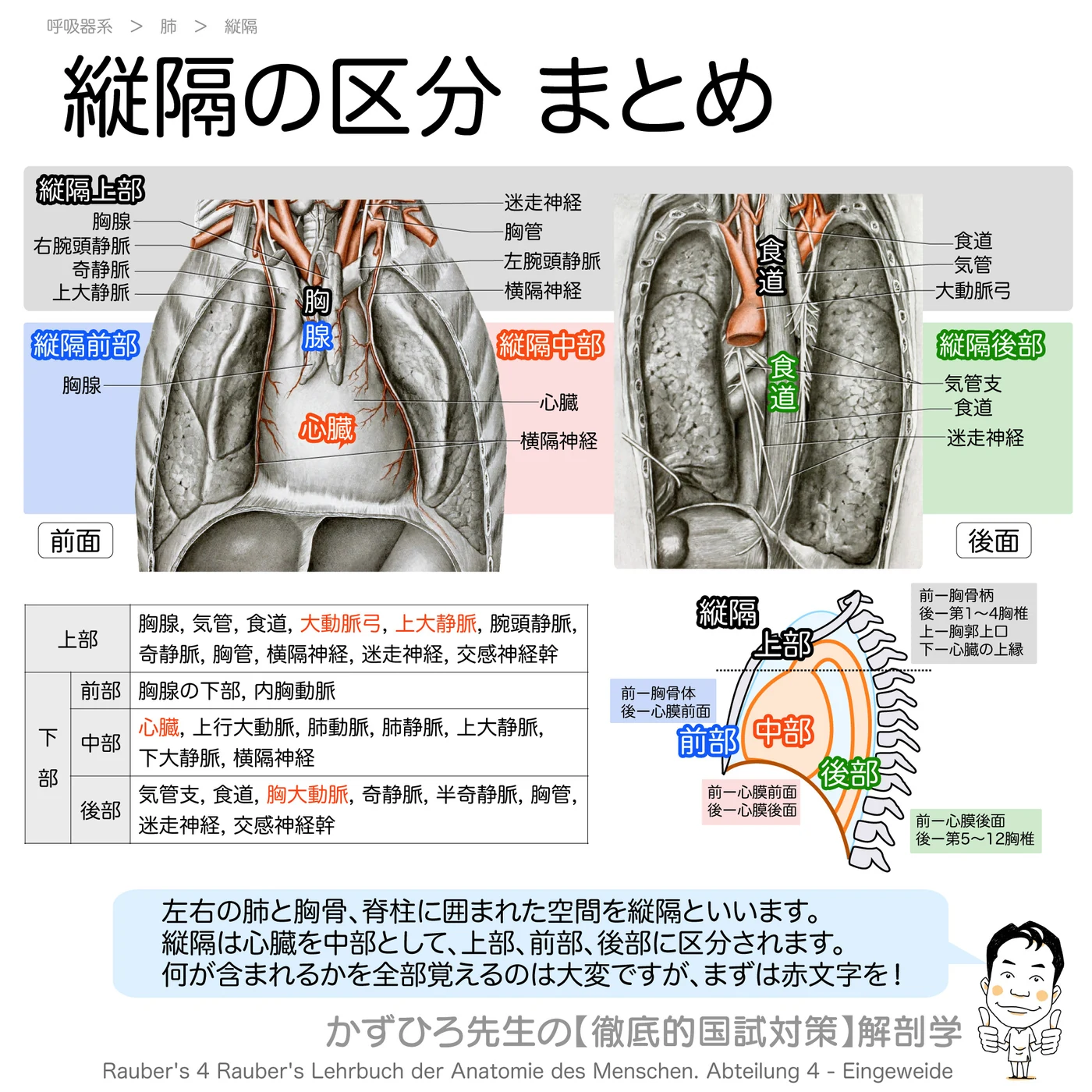 縦隔
