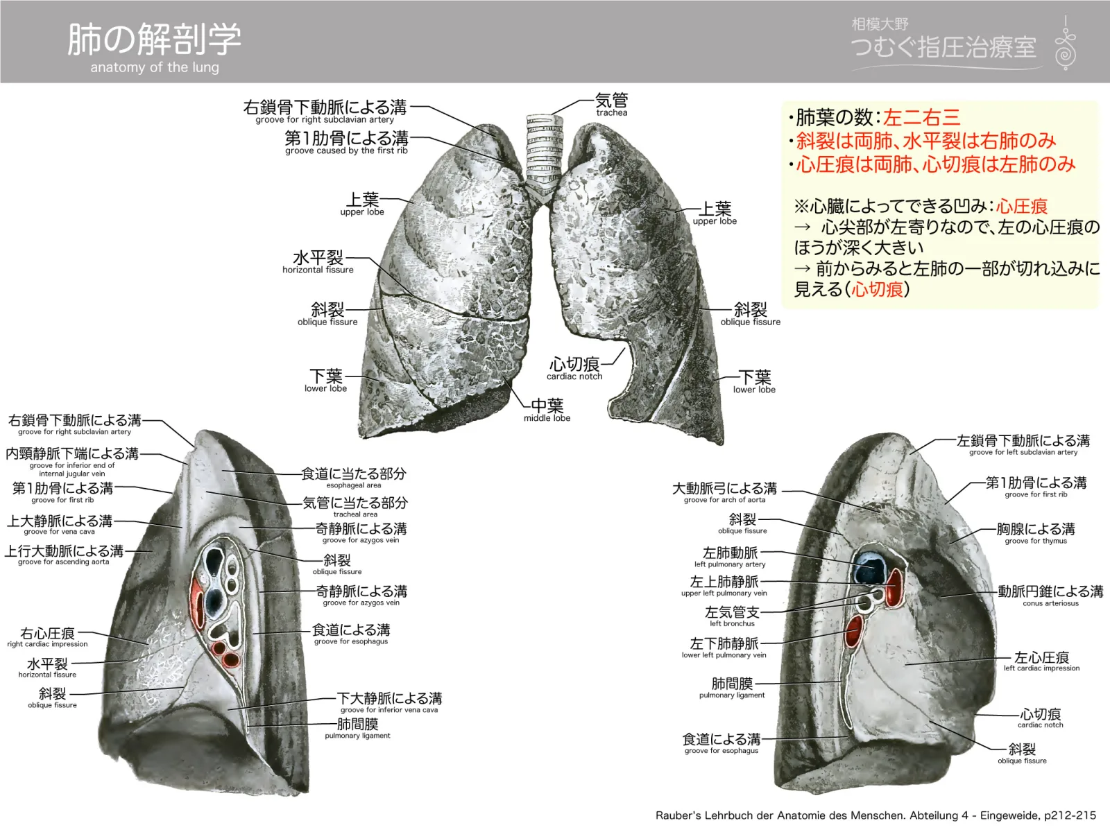 肺の解剖学