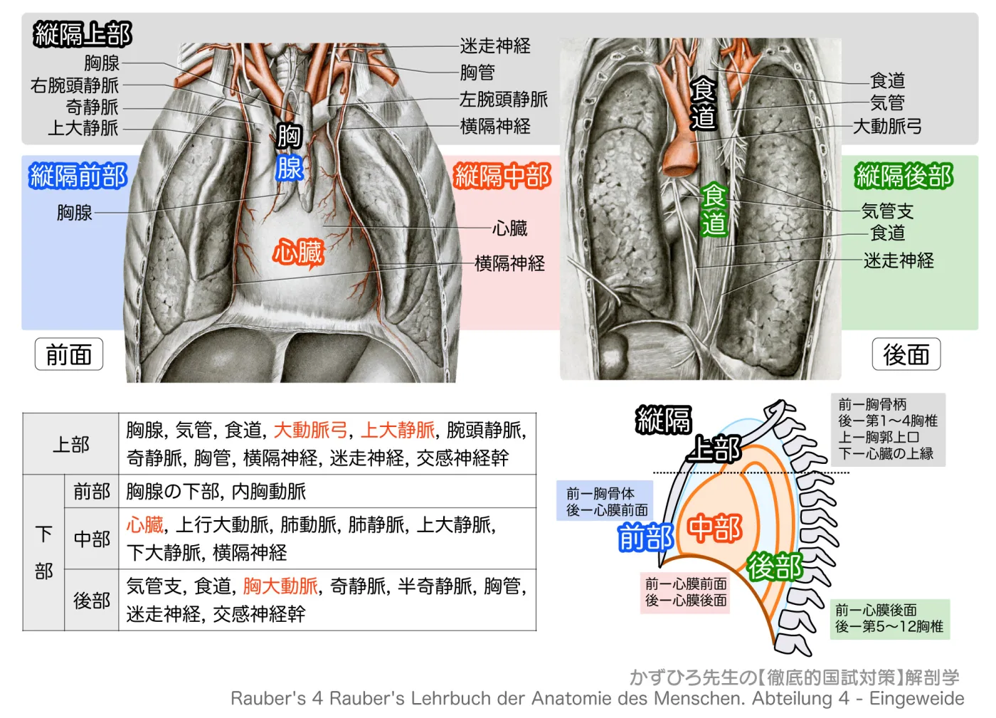 縦隔