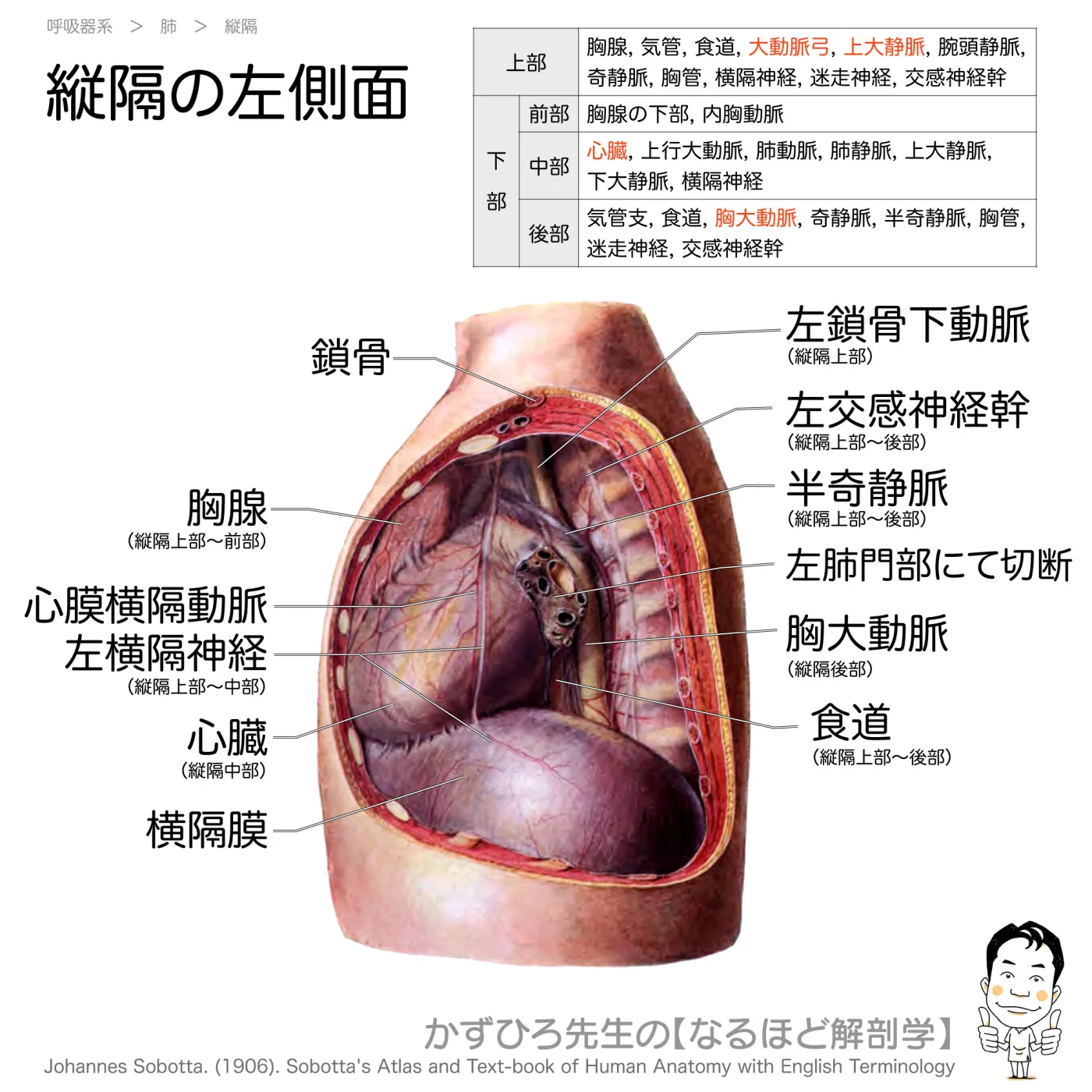 縦隔-左側面より見る（図2）
