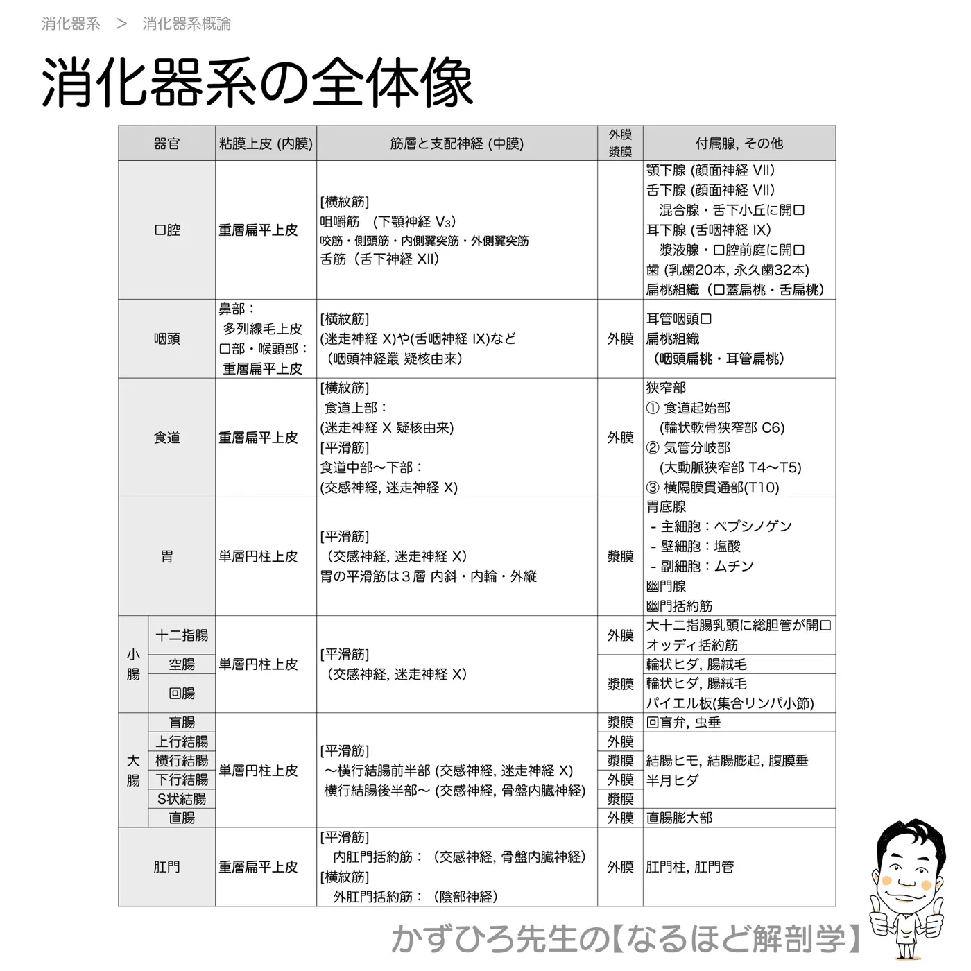 消化管の構造-まとめ