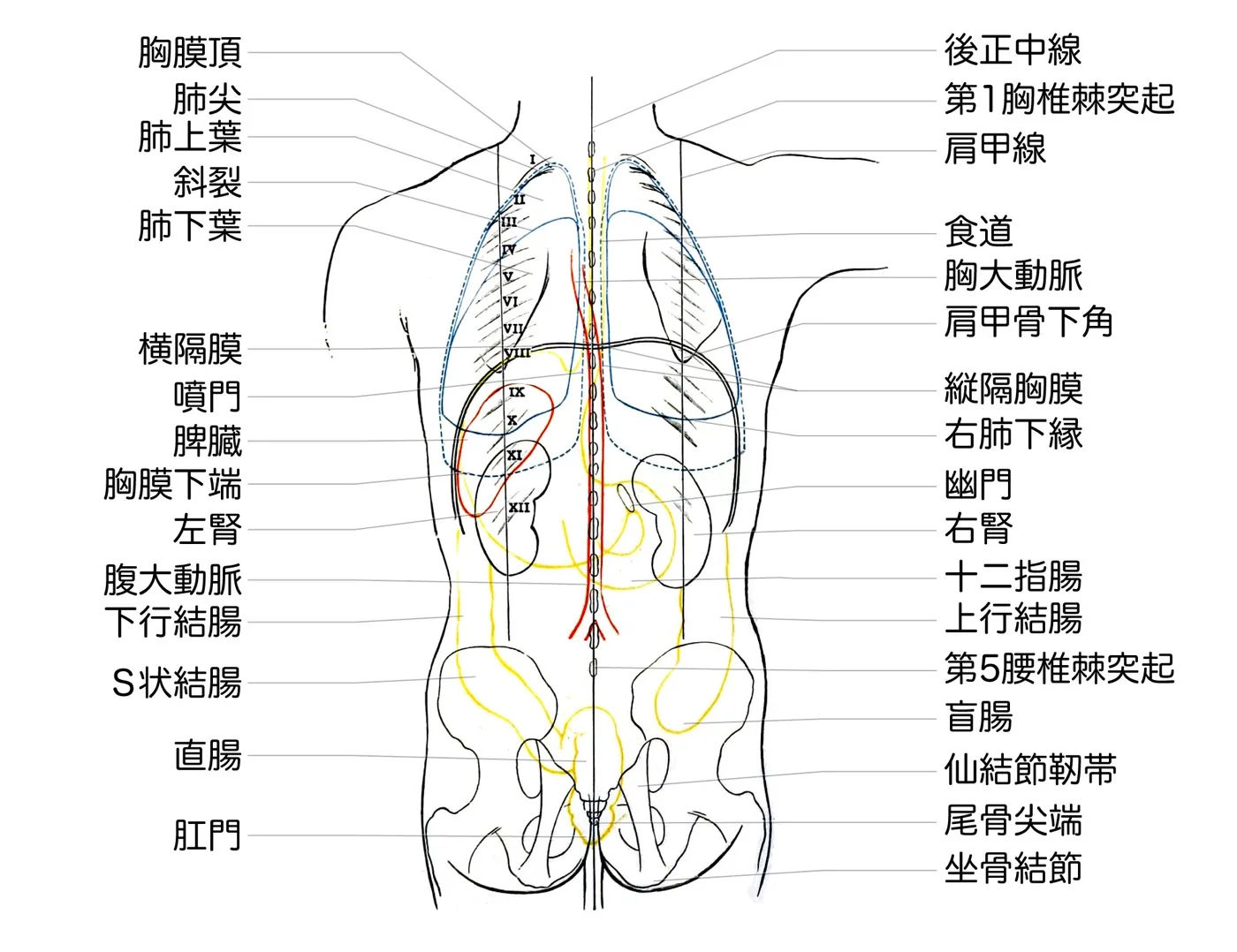 体表後面からみた臓器の位置