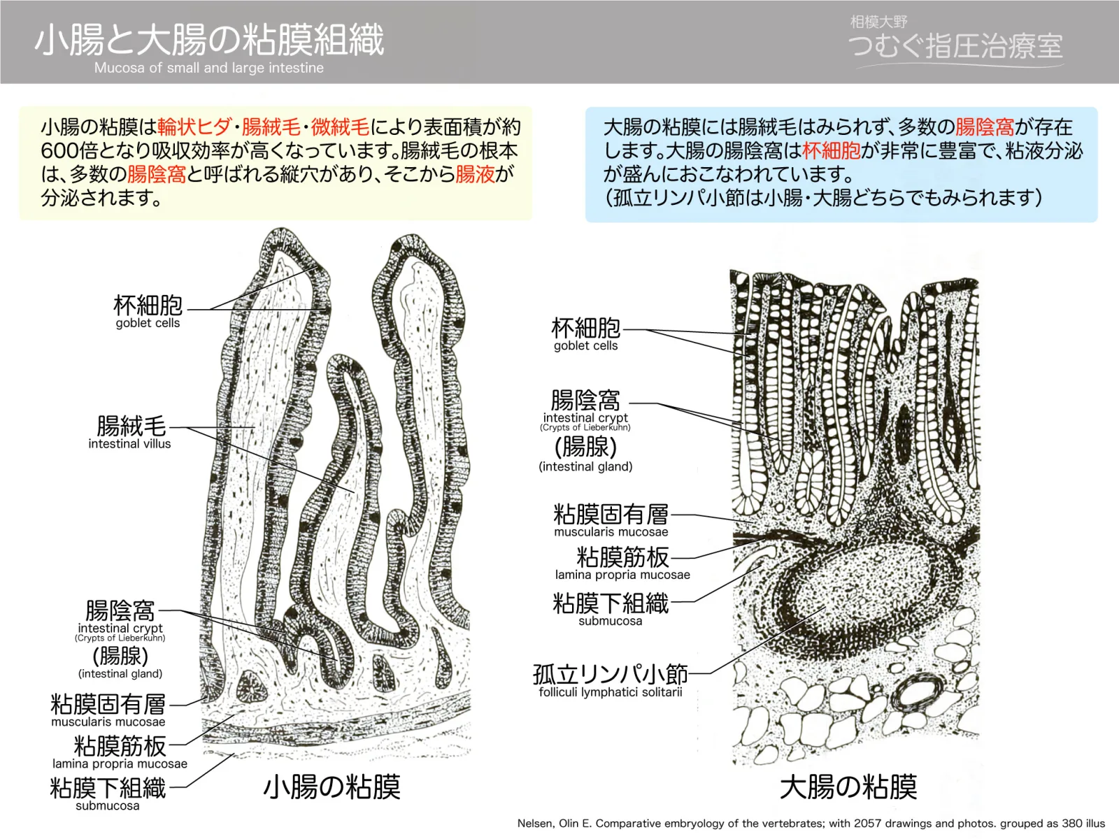 小腸と大腸の粘膜（図2）