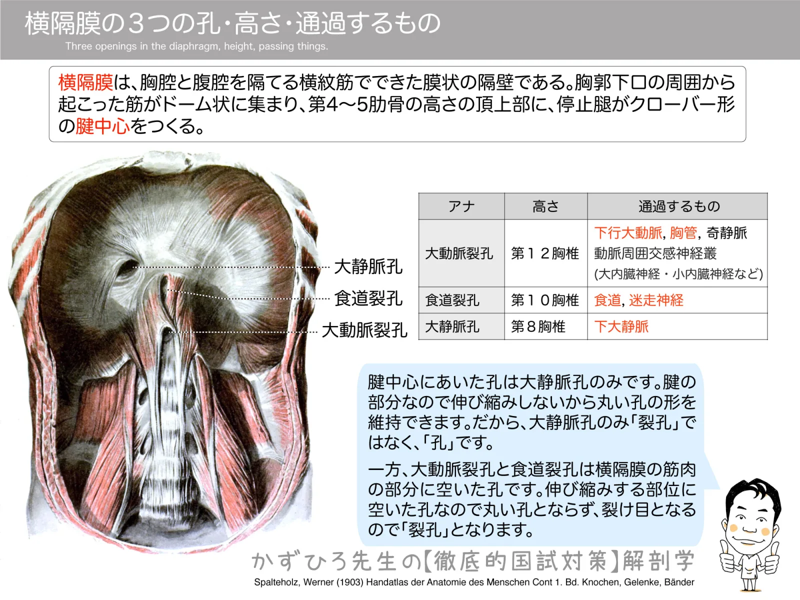 横隔膜の３つの孔・高さ・通過するもの