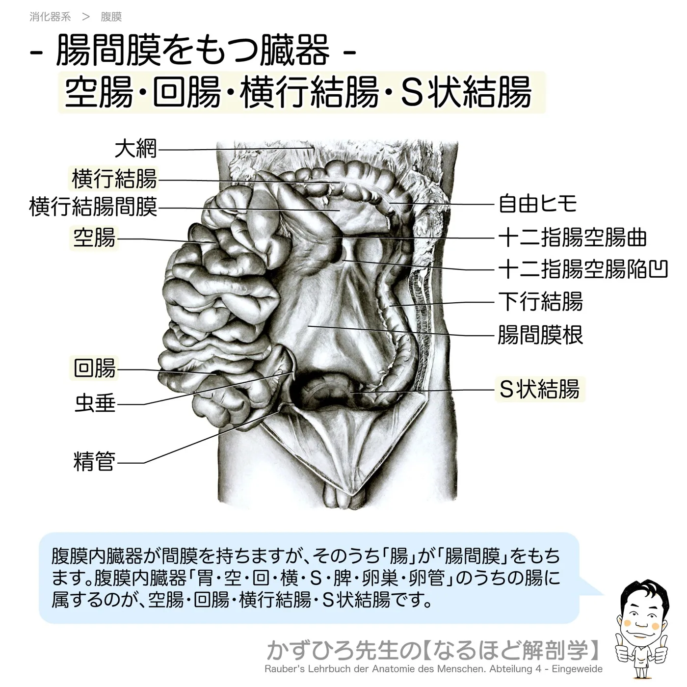 腸間膜をもつ臓器（空腸・回腸・横行結腸・Ｓ状結腸）