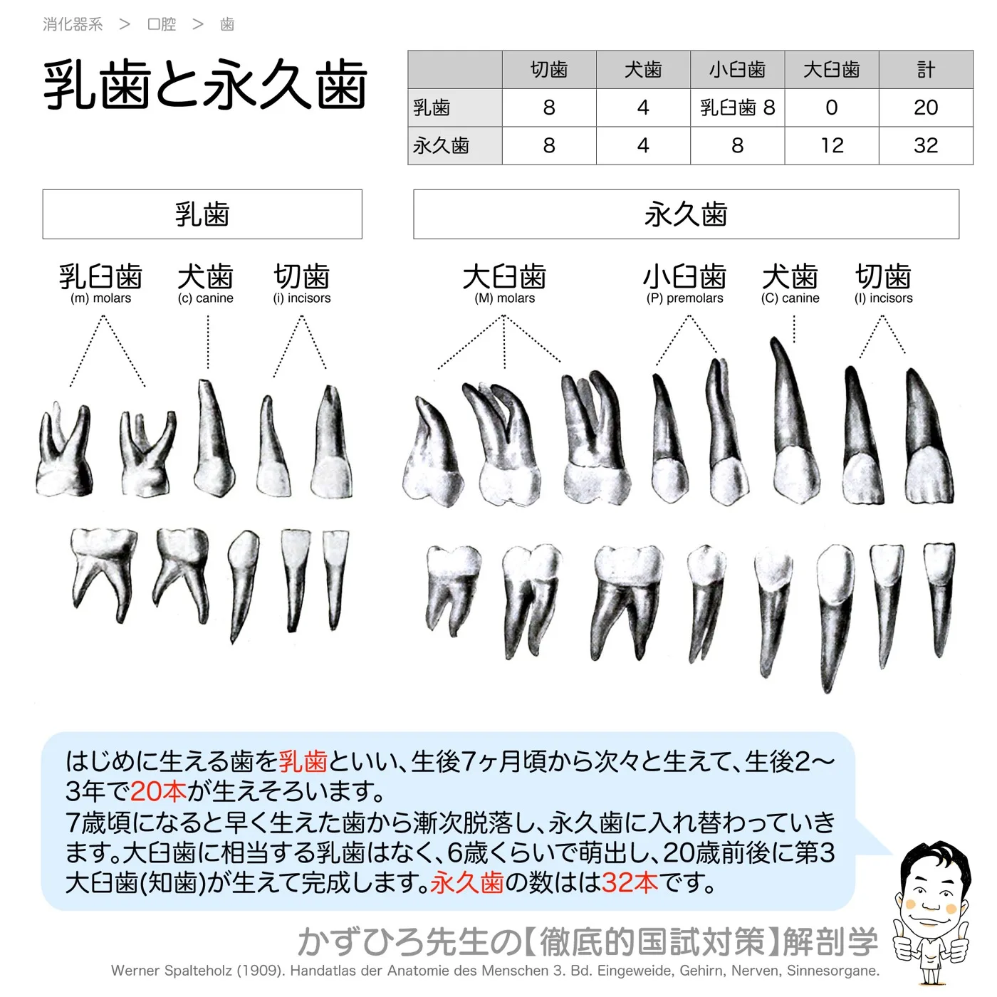乳歯と永久歯