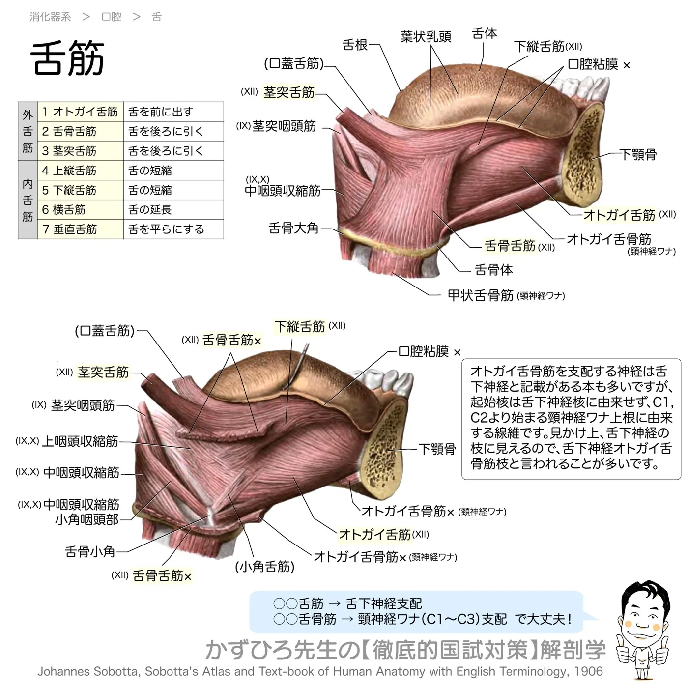 舌筋